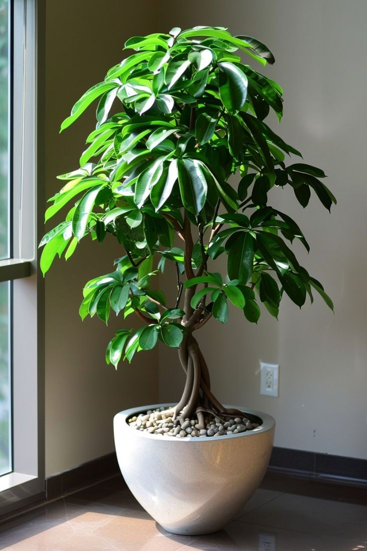 شجرة المال 1